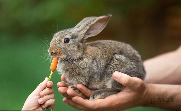 兔子的正确饲养方法
