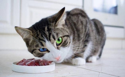  夏天来了，猫咪喂养的注意事项有哪些？ 