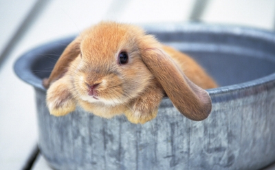 荷兰垂耳兔爱吃什么食物，好不好养？