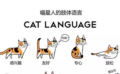  一起来欣赏一下你家猫咪的各种肢体语言 