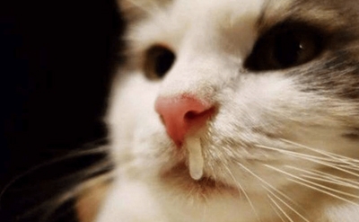 猫咪鼻炎的症状主要表现在那些方面？