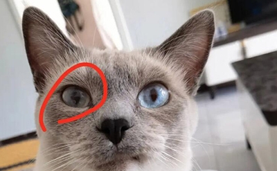 最常见的猫咪眼睛的疾病有哪些？