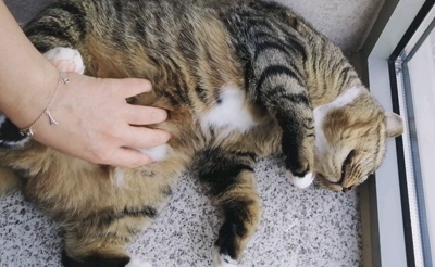 猫咪肚子胀大是传腹还是什么原因？