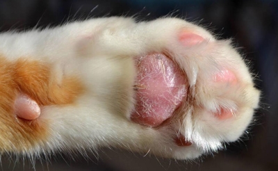 猫咪肉垫脱皮是什么原因？有哪些治疗方法