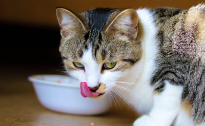 猫咪肠胃不好是什么原因？