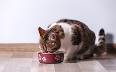 猫咪食物类型及饮食禁忌有又哪些？