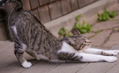 【猫咪动作训练】如何训练家猫咪做一些可爱的动作