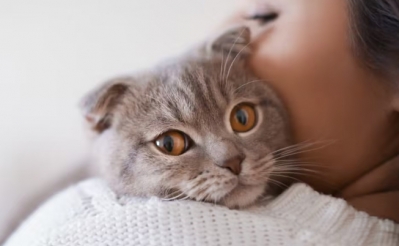 猫咪感冒了该怎么办？为您介绍8个护理方法