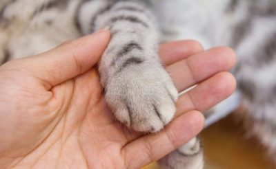 【猫咪心理护理篇】你摸猫咪的爪子，猫咪有可能在想什么？