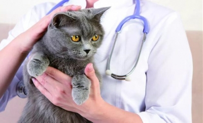 猫咪多久体检一次才算合格？