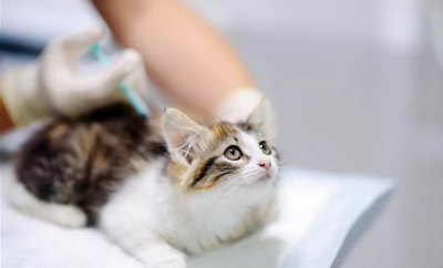 猫咪为什么要打疫苗,这些知识看完你就明白了