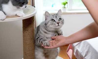  怎么教猫咪握手？猫咪动作训练技巧一看就会 