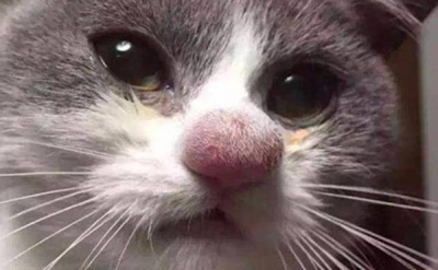  为您解析猫咪鼻子干燥是什么原因?如何治疗？ 