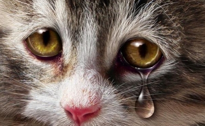  为你解读猫咪眼睛流眼泪是什么原因及注意事项 