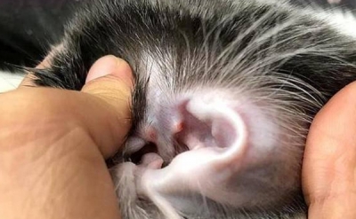  猫咪耳朵痒怎么办？宠物之家百科频道为您详解 