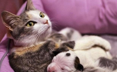  这些猫咪的产后护理小知识，希望能帮助到你 