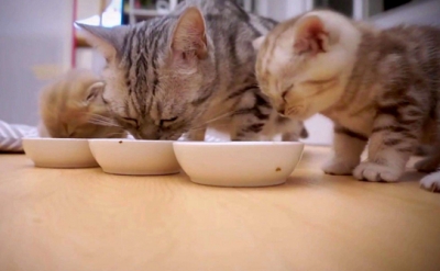  盘点幼崽猫咪怎么喂养，刚出生的猫咪喂养中会遇到哪些问题？ 