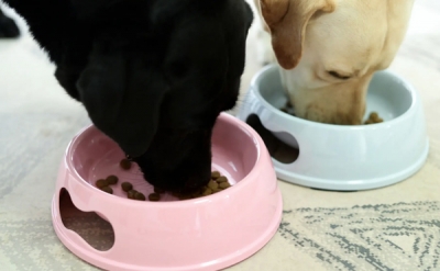 狗狗饲养护理篇，告诉你一个月的狗狗怎么喂养！ 