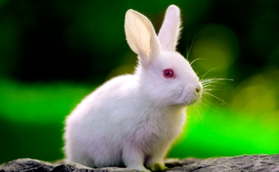 兔子感冒了流鼻涕的原因及治疗方法？
