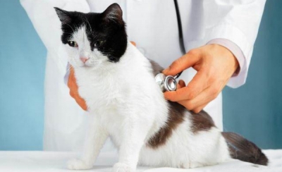 <strong>猫咪体检项目有哪些，应该准备什么？</strong>