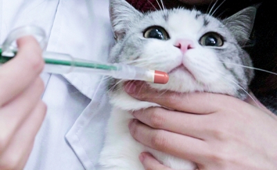  猫咪多大才能打疫苗，前后应注意哪些事项？ 