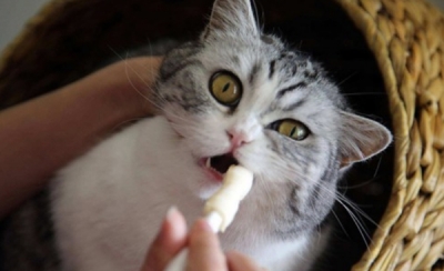  猫咪一直舔嘴巴，很可能得了口腔溃疡 