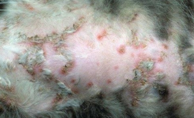  常见的猫咪皮肤病介绍与治疗方法 