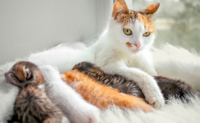 猫咪产后护理方法及注意事项 
