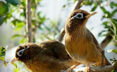  画眉鸟是保护动物吗 