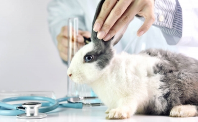 新手养兔子如何做好兔子护理