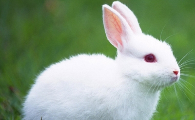 家养兔子常见疾病有哪些？