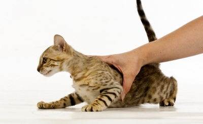 超实用的训练猫咪使用猫砂方法