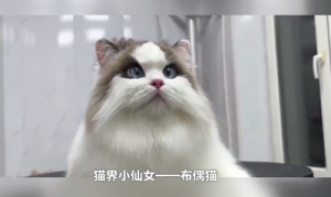 猫咪百科之布偶猫视频介绍