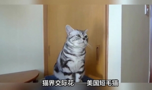 猫咪百科之美国短毛猫视频介绍