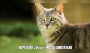 猫咪百科之中国狸花猫视频介绍