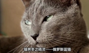 猫咪百科之蓝猫视频介绍