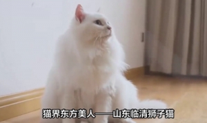 猫咪百科之狮子猫视频介绍