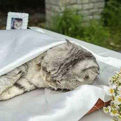 猫咪殡葬