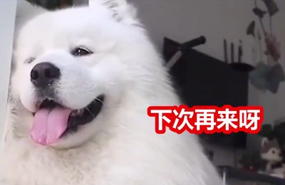 萨摩耶犬视频介绍
